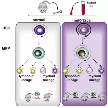 2016脐带血那些事儿---科研进展篇