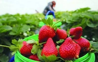 无锡旅游到底好不好玩,无锡旅游值得去吗