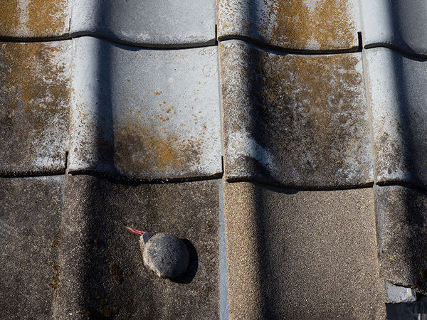 奥巴pen机身防抖,奥巴12-100镜头评测