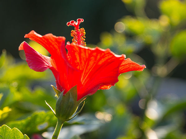 奥巴pen机身防抖,奥巴12-100镜头评测