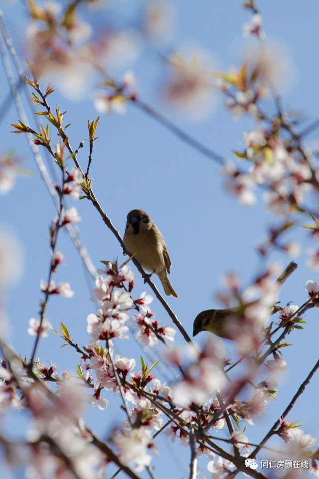 房颤射频消融术风险高吗,房颤导管射频消融手术的利弊