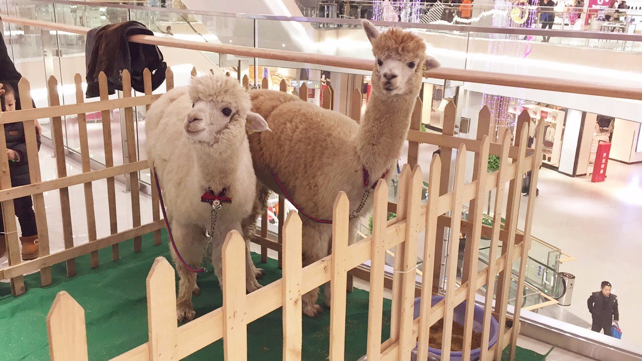 苏州金鹰国际购物中心高新店建设,苏州金鹰现在开门了吗