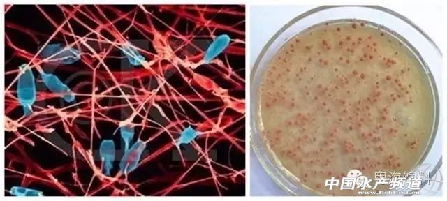 怎么降亚硝酸盐用物理方法,降亚硝酸盐的做法