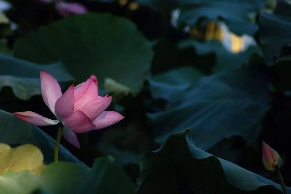 景观植物清单大全图解,河道景观种植植物