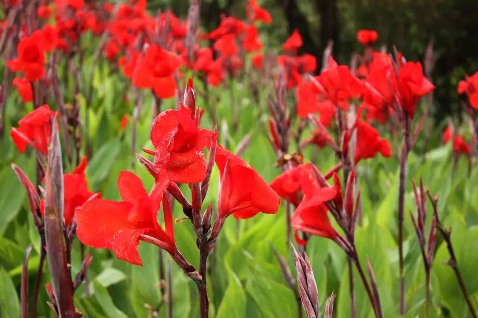 景观植物清单大全图解,河道景观种植植物
