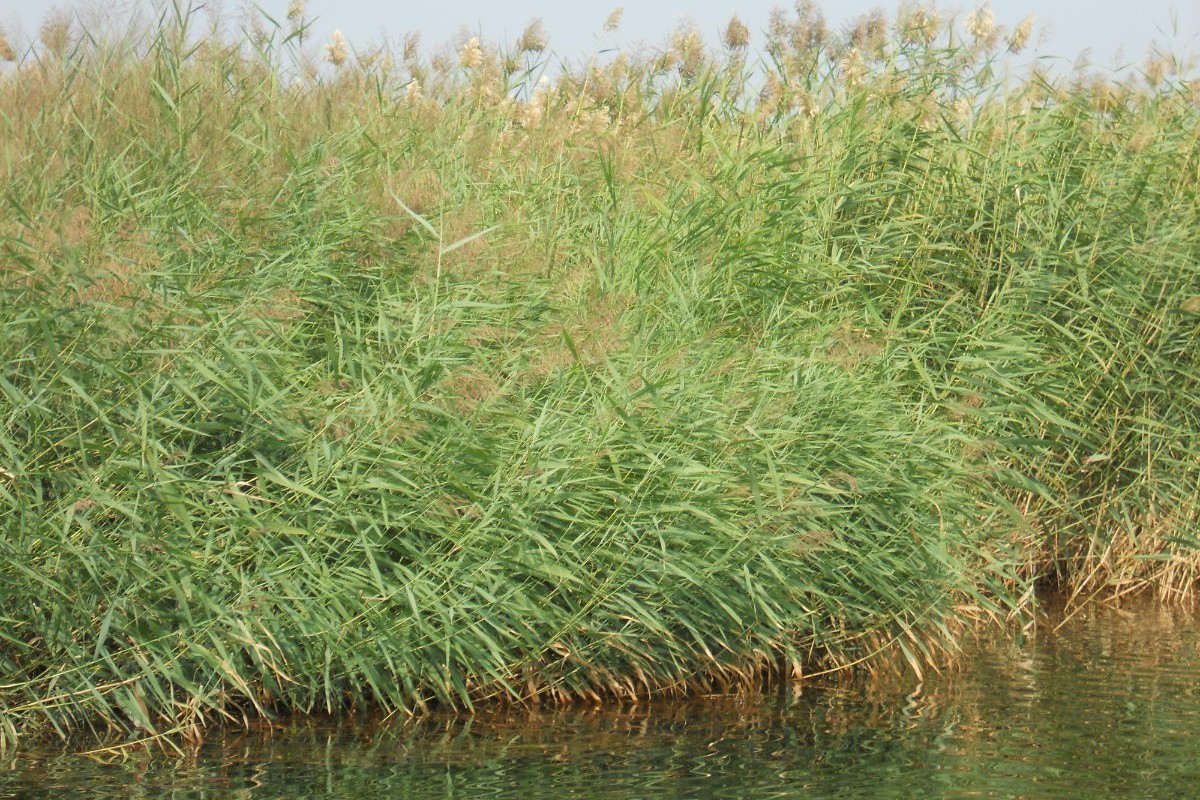 景观植物清单大全图解,河道景观种植植物