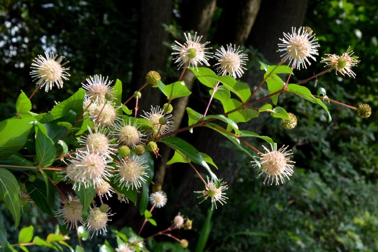 景观植物清单大全图解,河道景观种植植物