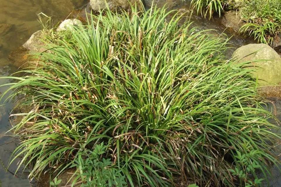 景观植物清单大全图解,河道景观种植植物