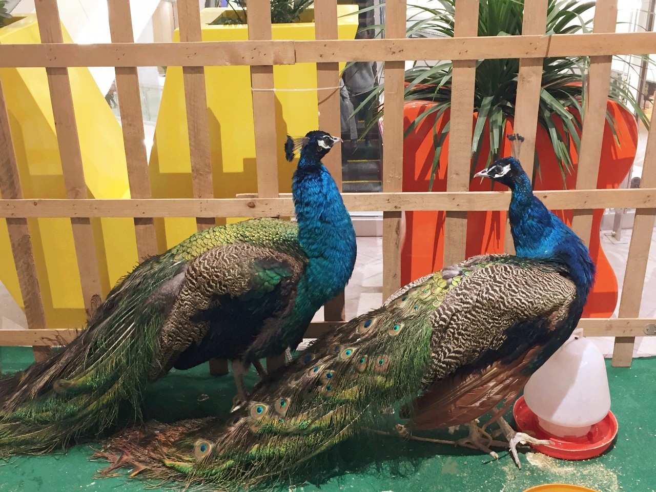 苏州金鹰国际购物中心高新店建设,苏州金鹰现在开门了吗