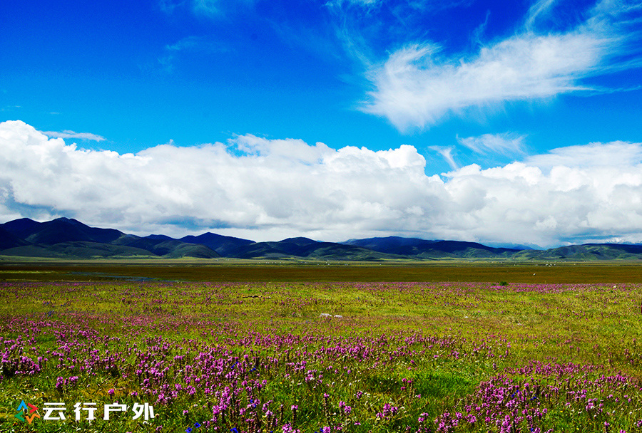2019年成都自驾林芝看桃花,金川梨花赏花路线