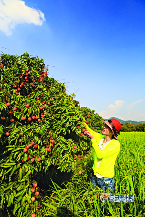 新年期间惠州适合旅游的地方,惠州春节出游哪里最合适