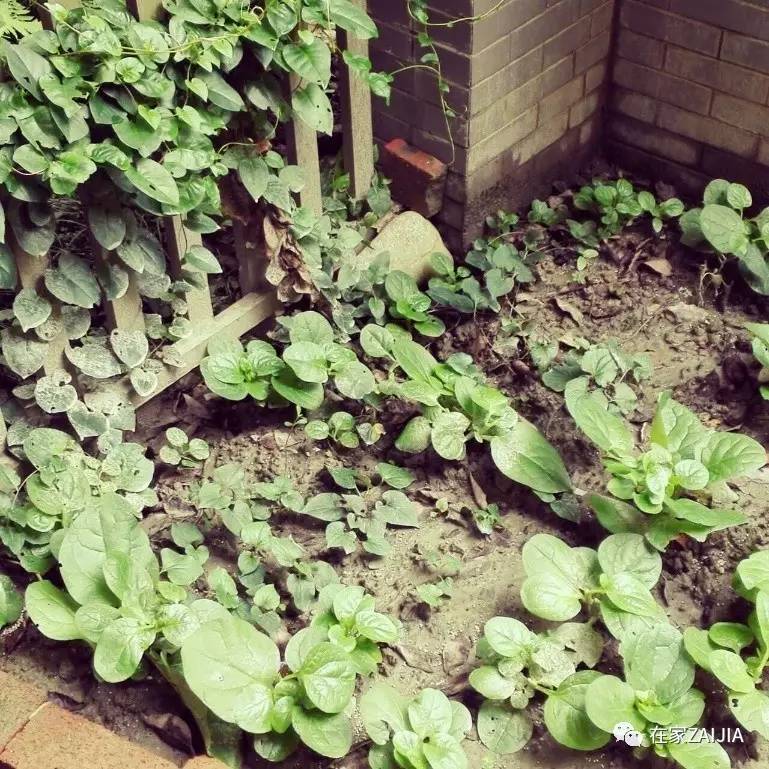 爷爷奶奶和孩子的卧室设计,她给家人建了一座童话屋子