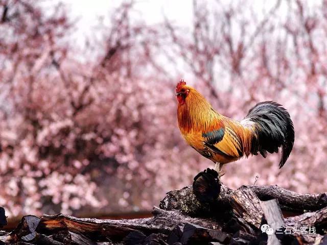 碎碎念2020,2017鸡年纪念日历