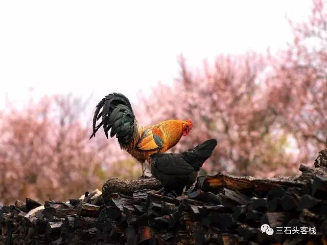 碎碎念2020,2017鸡年纪念日历