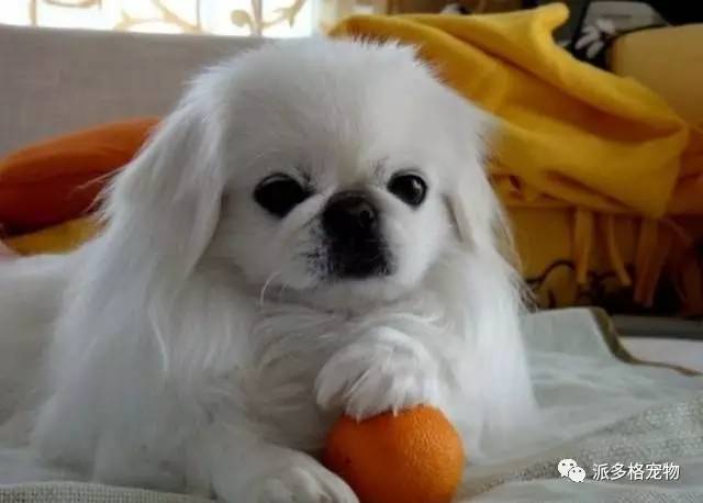 狗狗春节怕爆竹一直狂吠怎么办,过年狗狗怕鞭炮声的视频