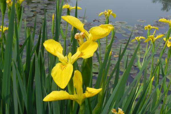 景观植物清单大全图解,河道景观种植植物