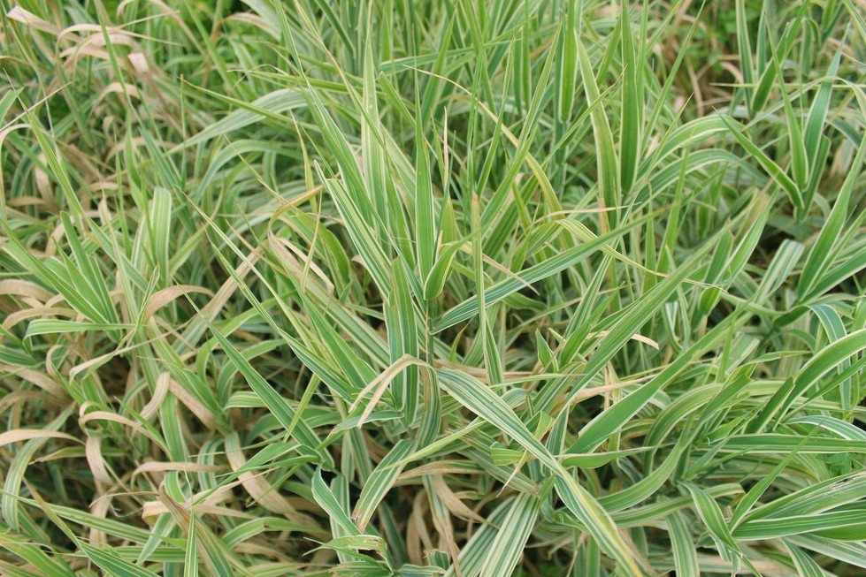 景观植物清单大全图解,河道景观种植植物