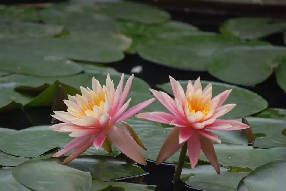 景观植物清单大全图解,河道景观种植植物
