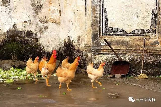 碎碎念2020,2017鸡年纪念日历