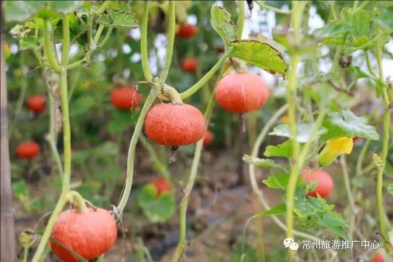 常州田园风景,常州最美乡村旅游景点