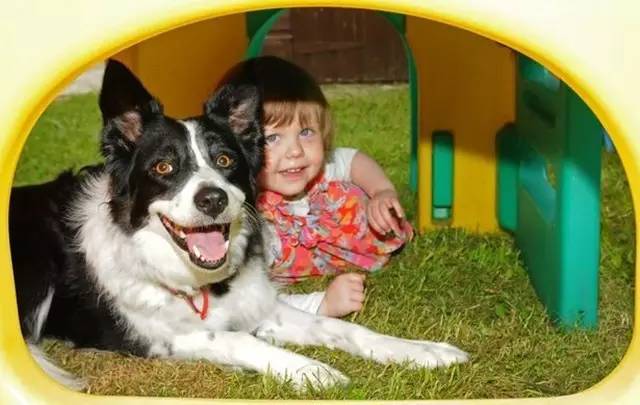 边牧察觉主人情绪,边牧见到小主人哭了原视频