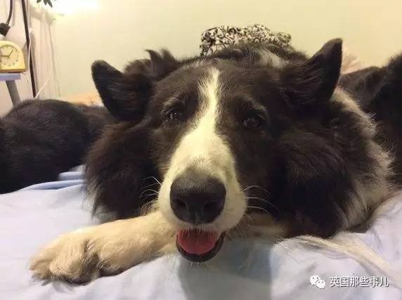 什么狗狗都有尴尬期吗,狗狗会尴尬吗