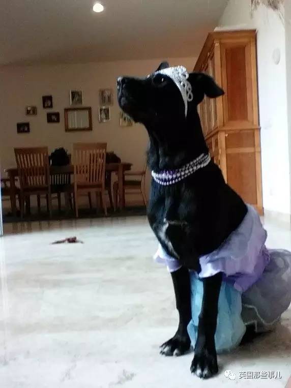 什么狗狗都有尴尬期吗,狗狗会尴尬吗