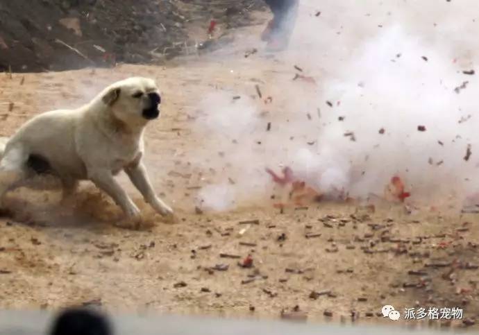 狗狗春节怕爆竹一直狂吠怎么办,过年狗狗怕鞭炮声的视频