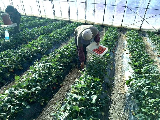 中国草莓第一县东港,东港何应奇草莓基地