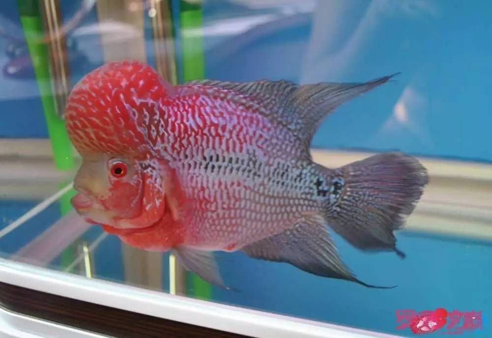 小罗烧牛筋,小罗烧鱿鱼