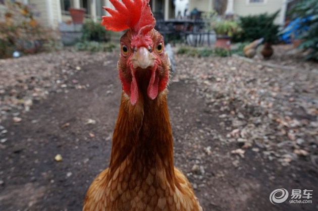 鸡在汽车界都扮演过什么样的角色?