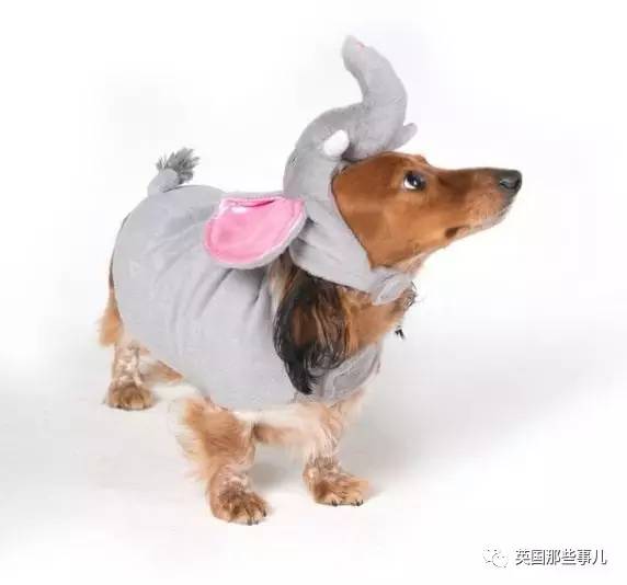 什么狗狗都有尴尬期吗,狗狗会尴尬吗