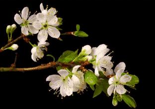 2月3日立春，百年一遇！可这只是神奇鸡年的开始……