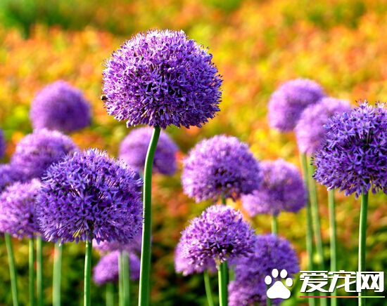 风信子根烂了怎么补救,风信子花期烂根怎么办