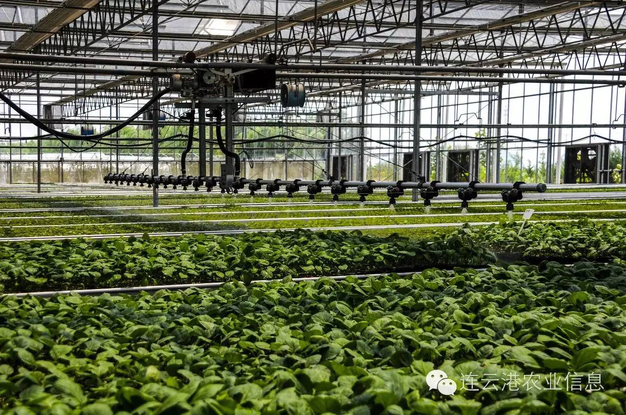 现代农业十强十佳名单,我省农业交出亮眼成绩单