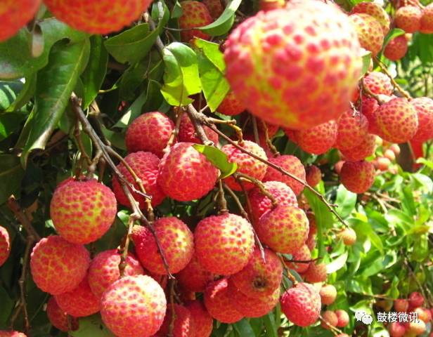 百香果都有哪些你不知道的功效,白果功效和作用及禁忌是什么