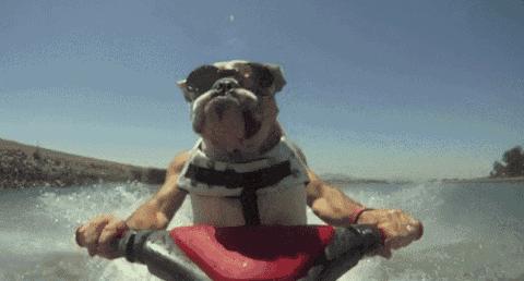 边牧察觉主人情绪,边牧见到小主人哭了原视频