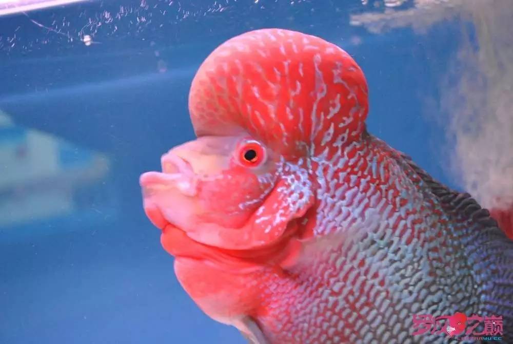 小罗烧牛筋,小罗烧鱿鱼