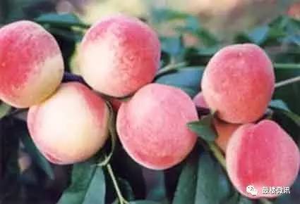 百香果都有哪些你不知道的功效,白果功效和作用及禁忌是什么