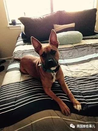 什么狗狗都有尴尬期吗,狗狗会尴尬吗