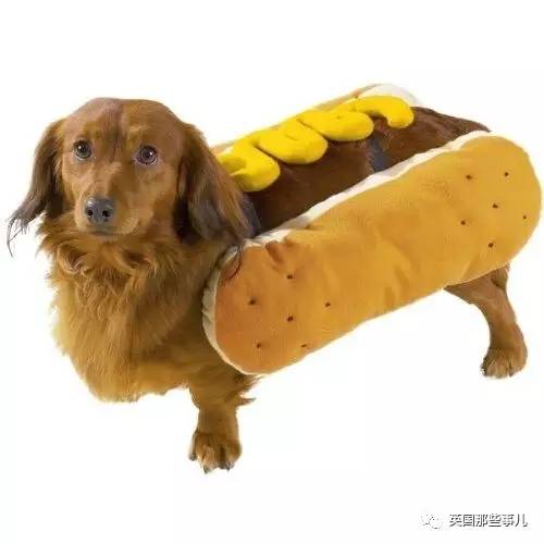 什么狗狗都有尴尬期吗,狗狗会尴尬吗