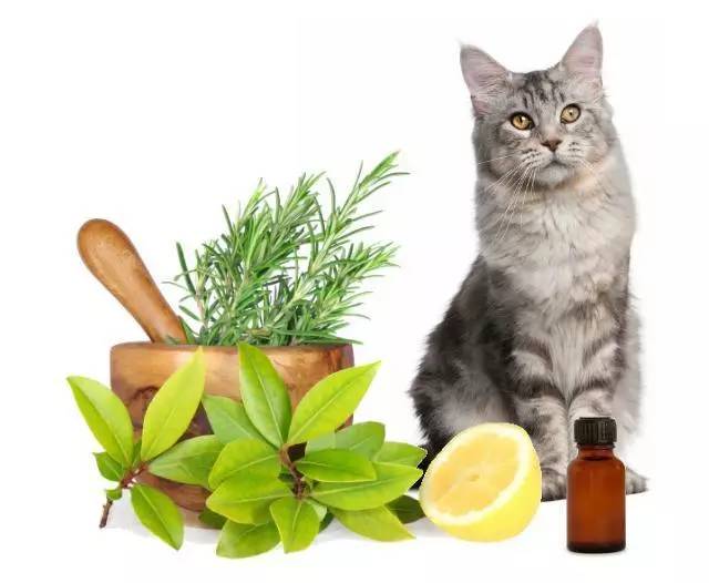 对猫咪无毒的精油,柠檬精油对猫咪有害