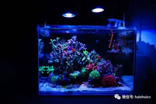 无蛋分，玩混养，还养的这么好？