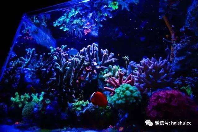 无蛋分，玩混养，还养的这么好？