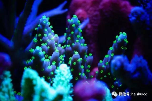 无蛋分，玩混养，还养的这么好？