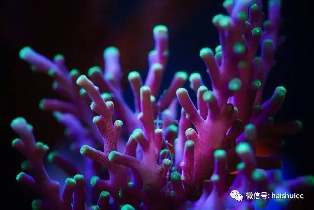 无蛋分，玩混养，还养的这么好？