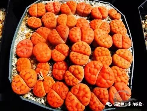 vista观天下春节旅游,vista看天下冰雪大世界