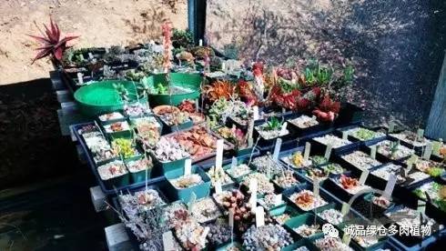 vista观天下春节旅游,vista看天下冰雪大世界