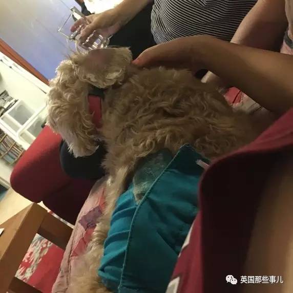 什么狗狗都有尴尬期吗,狗狗会尴尬吗