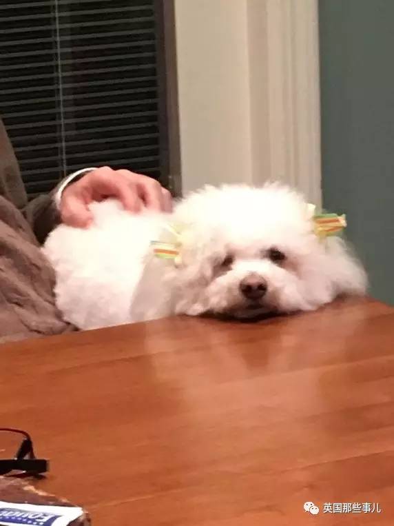 什么狗狗都有尴尬期吗,狗狗会尴尬吗